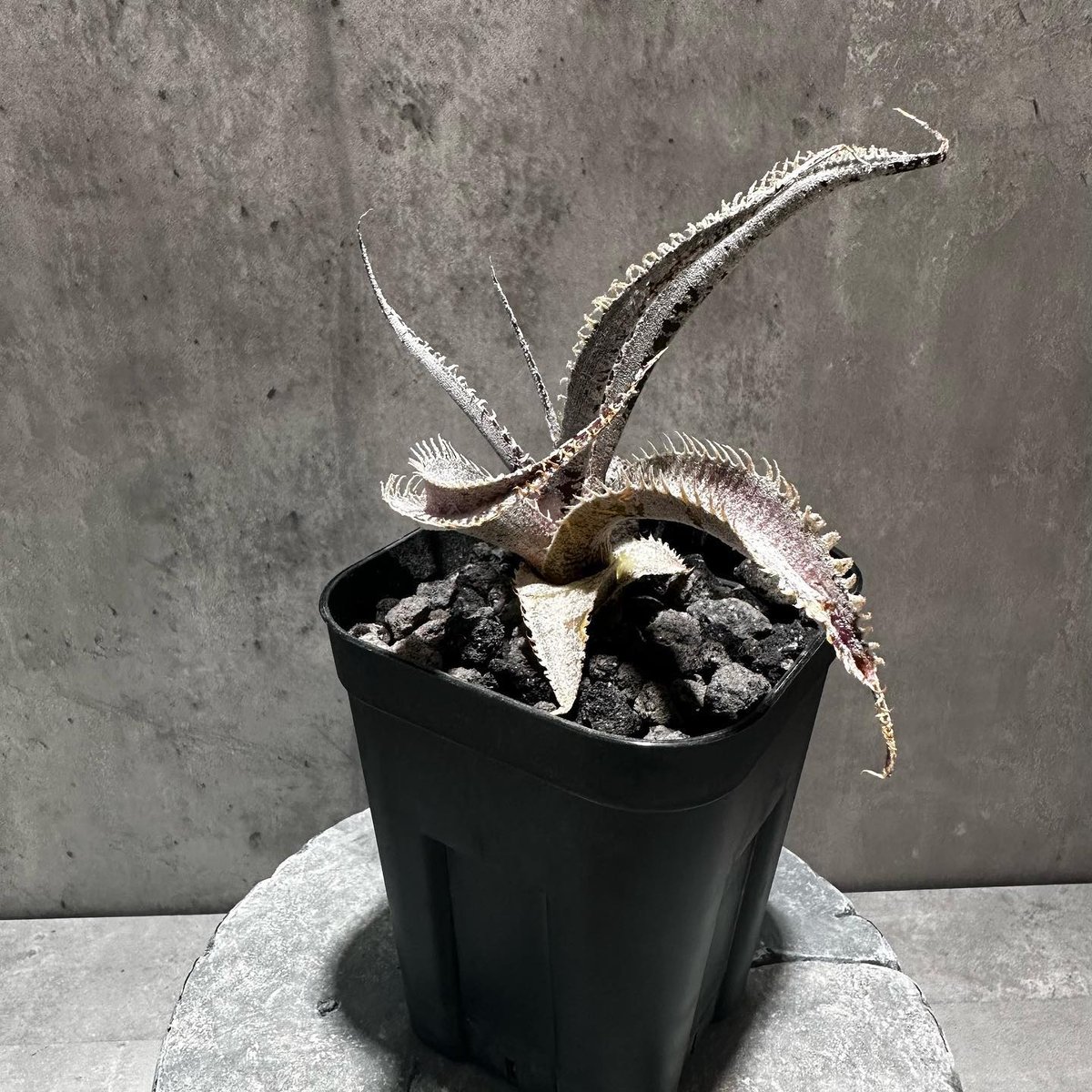 Dyckia 'T-Rex' [ディッキア ティーレックス]子株（親株画像あり