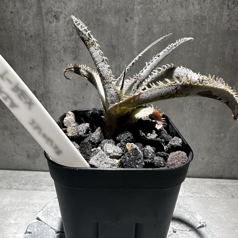 ディッキア　レッドブル　dyckia 子株　発根済み　アガベ ディッキア レッドブル dyckia 子株 発根済み アガベ - メルカリ