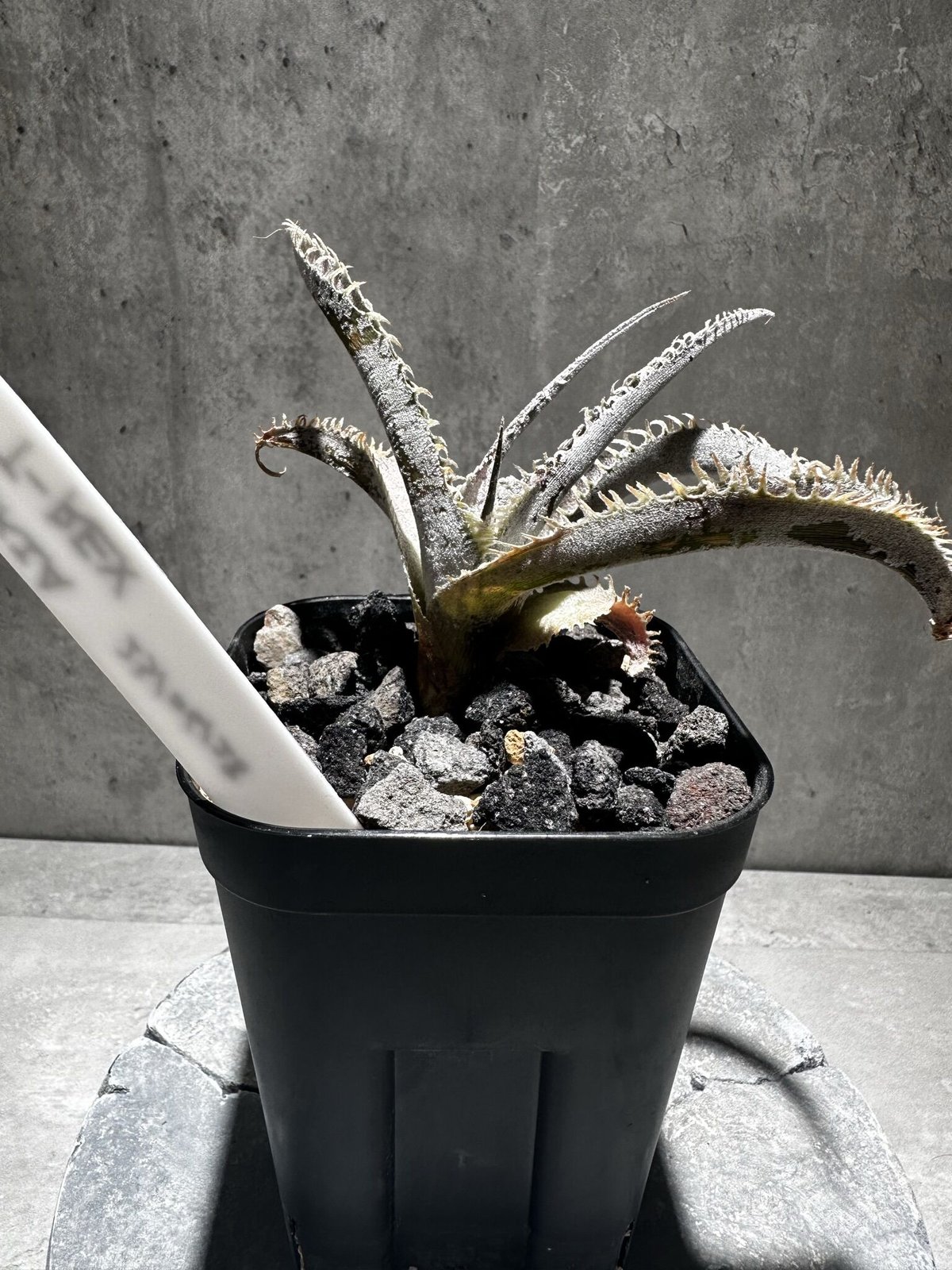 Dyckia 'T-Rex' [ディッキア ティーレックス]子株（親株画像あり