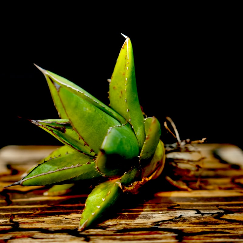 アガベ 特白肌怒雷神×笹の雪 台湾HYB アガベ 特白肌怒雷神×笹の雪 台湾HYB
