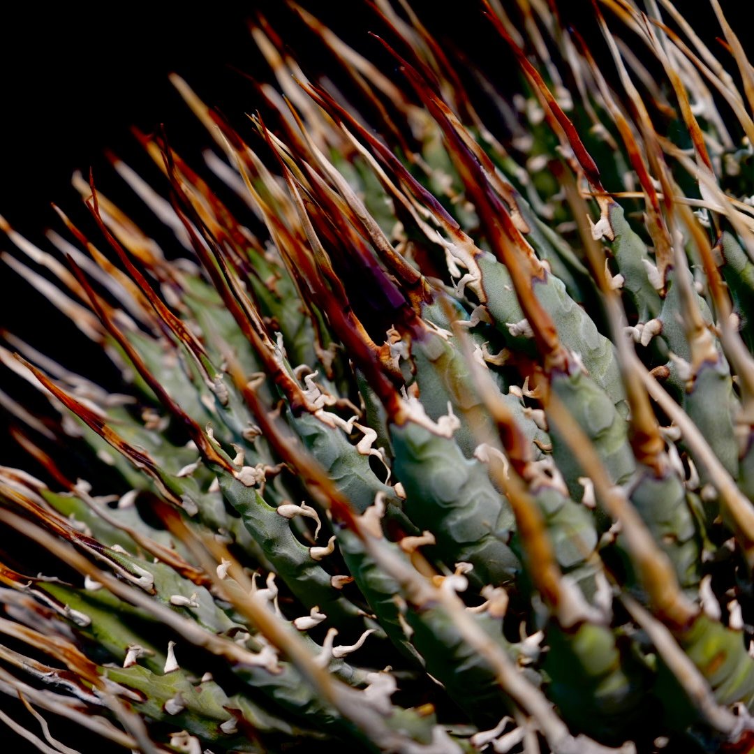 アガベ エボリスピナ 【Agave utahensis var. eborispina】No1