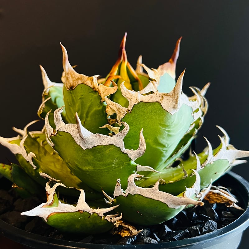 Agave black shark shoui (verde scandal) 子株 タイプ1