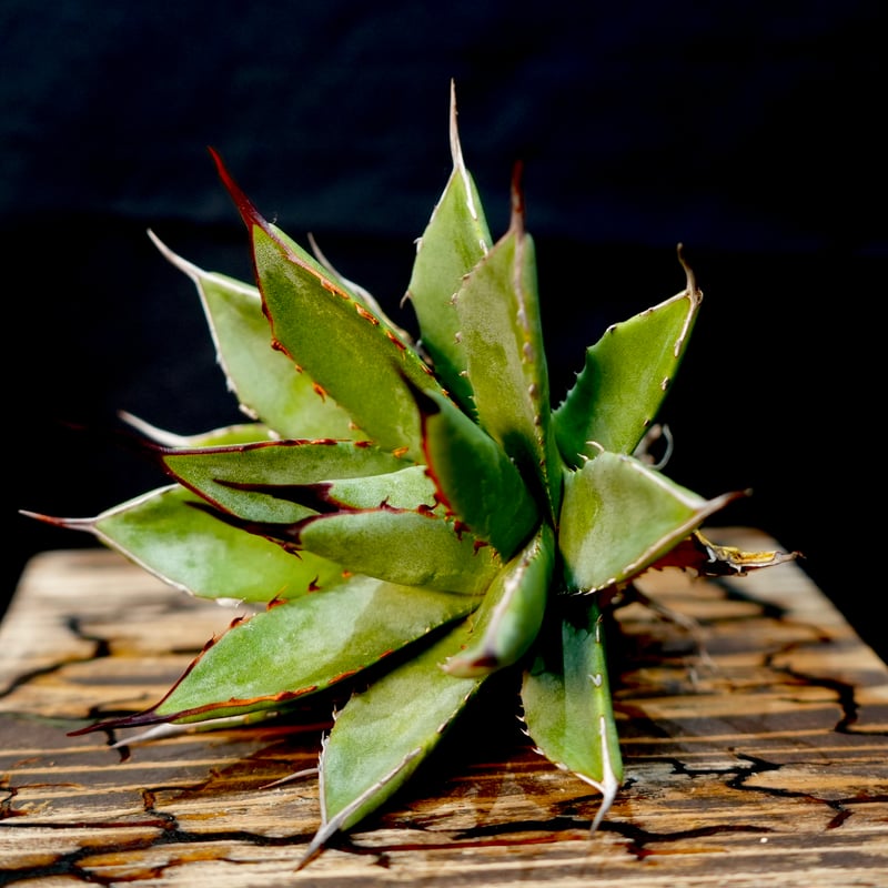 Agave hybrid 曙光×妖炎 No.1 | carpediem