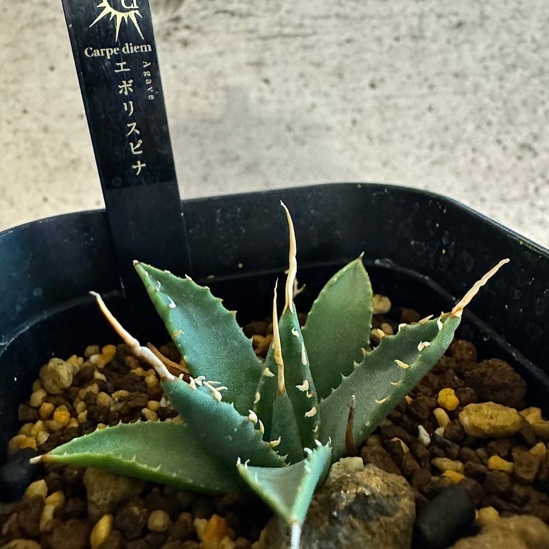 アガベ エボリスピナ 陽炎タイプ【Agave utahensis var
