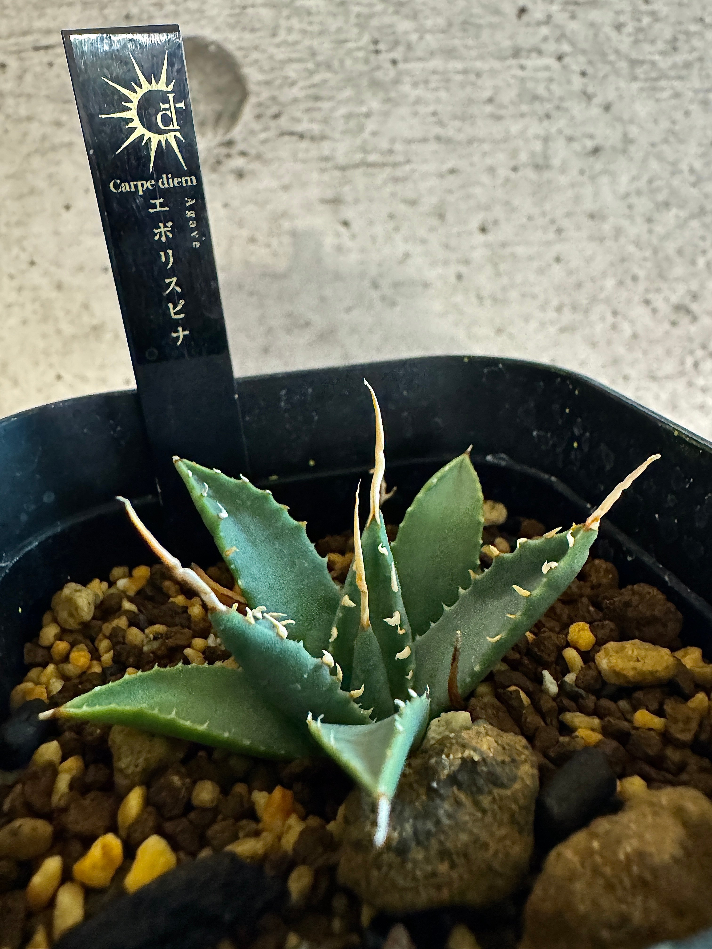 アガベ エボリスピナ 陽炎タイプ【Agave utahensis var. eborispin