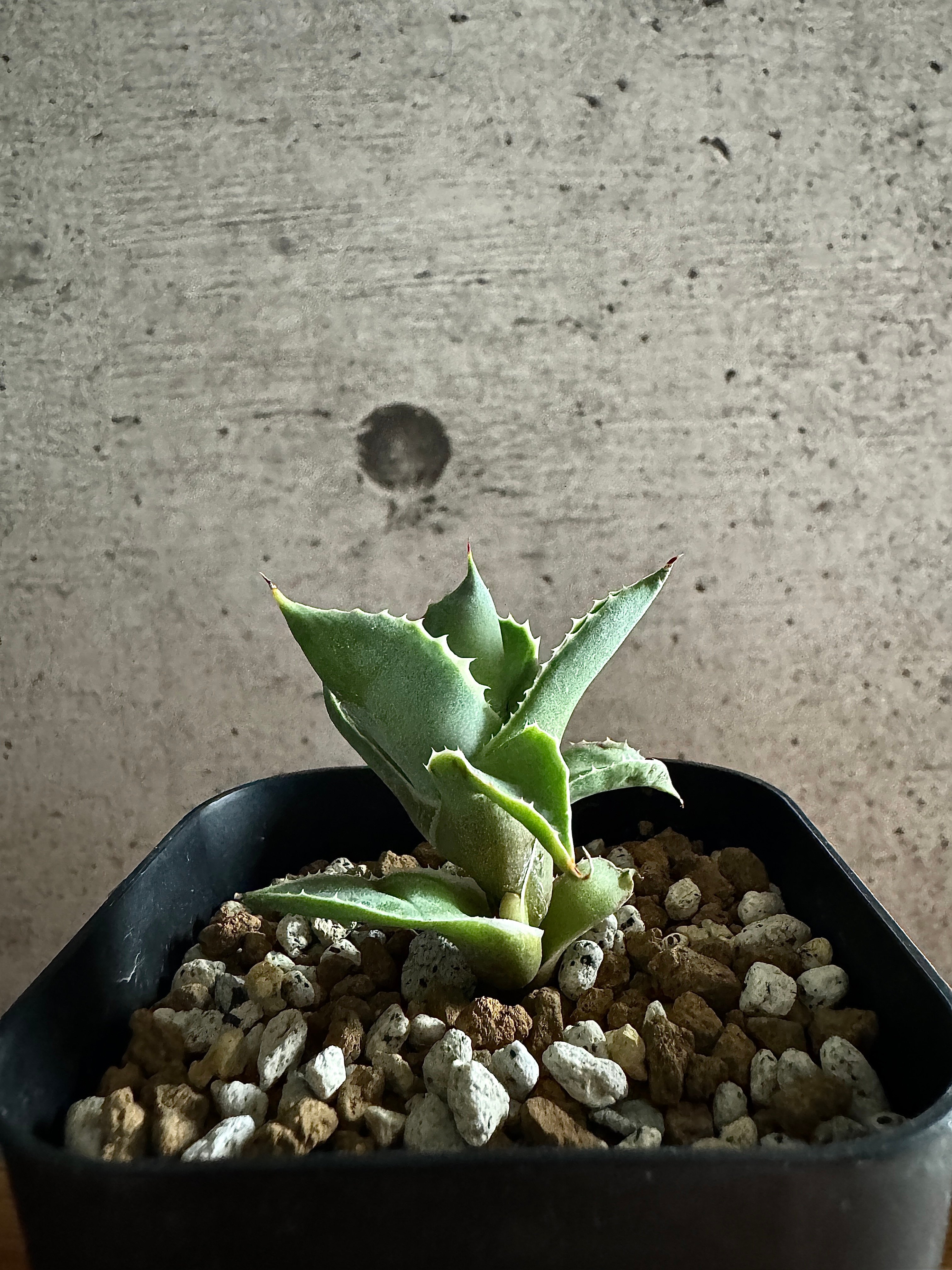 Agave アトミックゴールド 小株 発根済み | carpediem