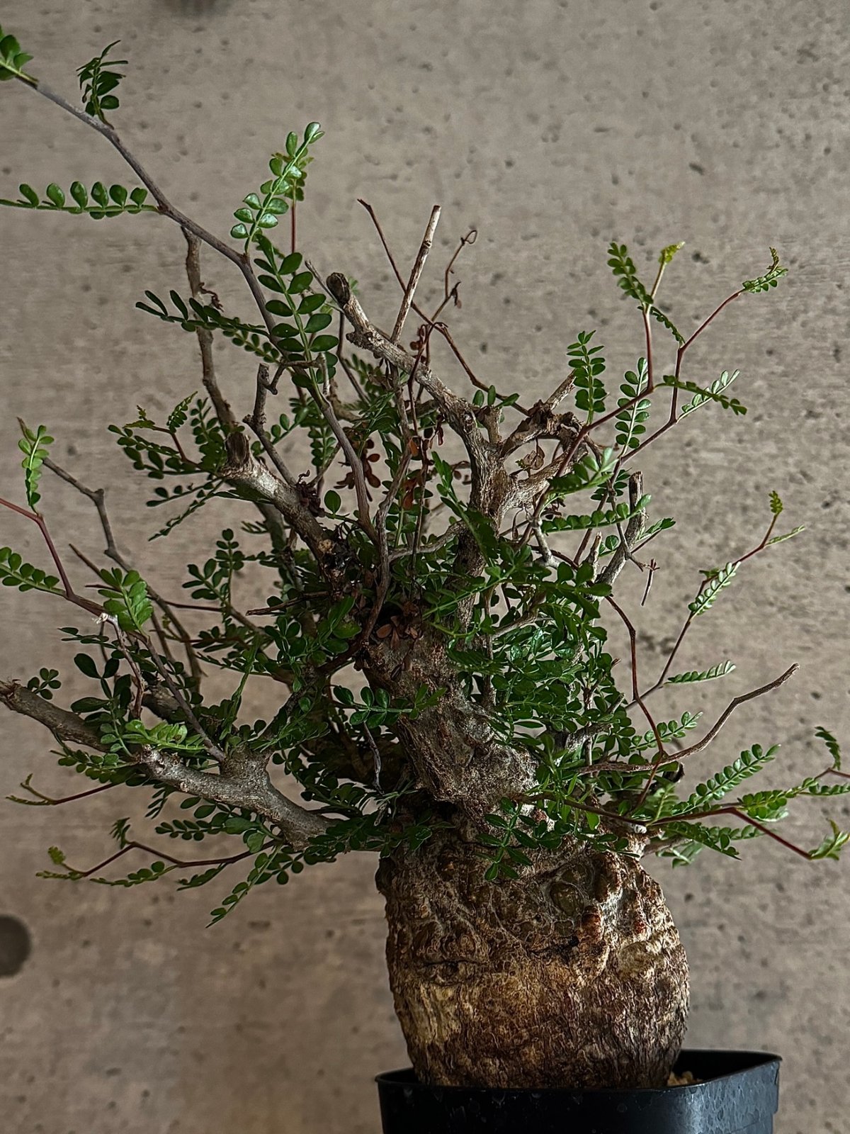 オペルクリカリア・パキプス※発根済み | carpediem