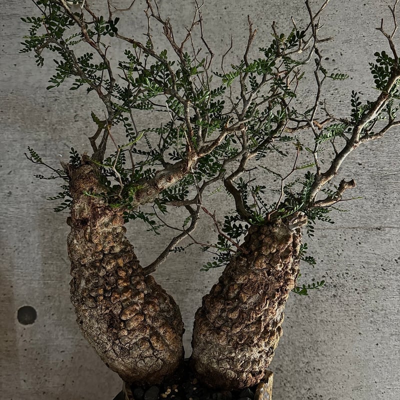双頭】オペルクリカリア・パキプス※発根済みSSD鉢植え込み