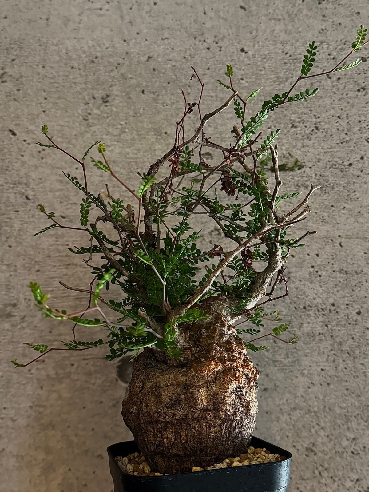 オペルクリカリア・パキプス※発根済み | carpediem