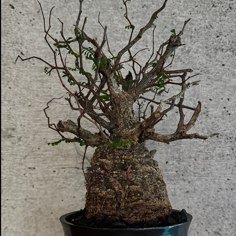 オペルクリカリア・パキプス※発根済み SSD鉢植え込み | carpediem