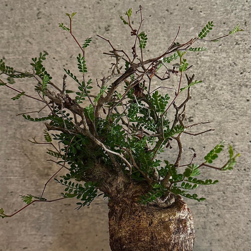 オペルクリカリア・パキプス※発根済み | carpediem