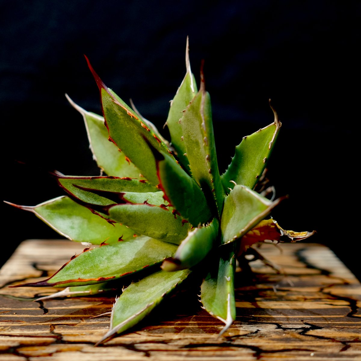 Agave hybrid 曙光×妖炎 No.1 | carpediem