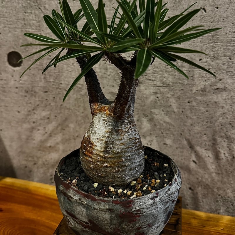 パキポディウム・グラキリス※発根済み たけろうポット植え込み | carpediem