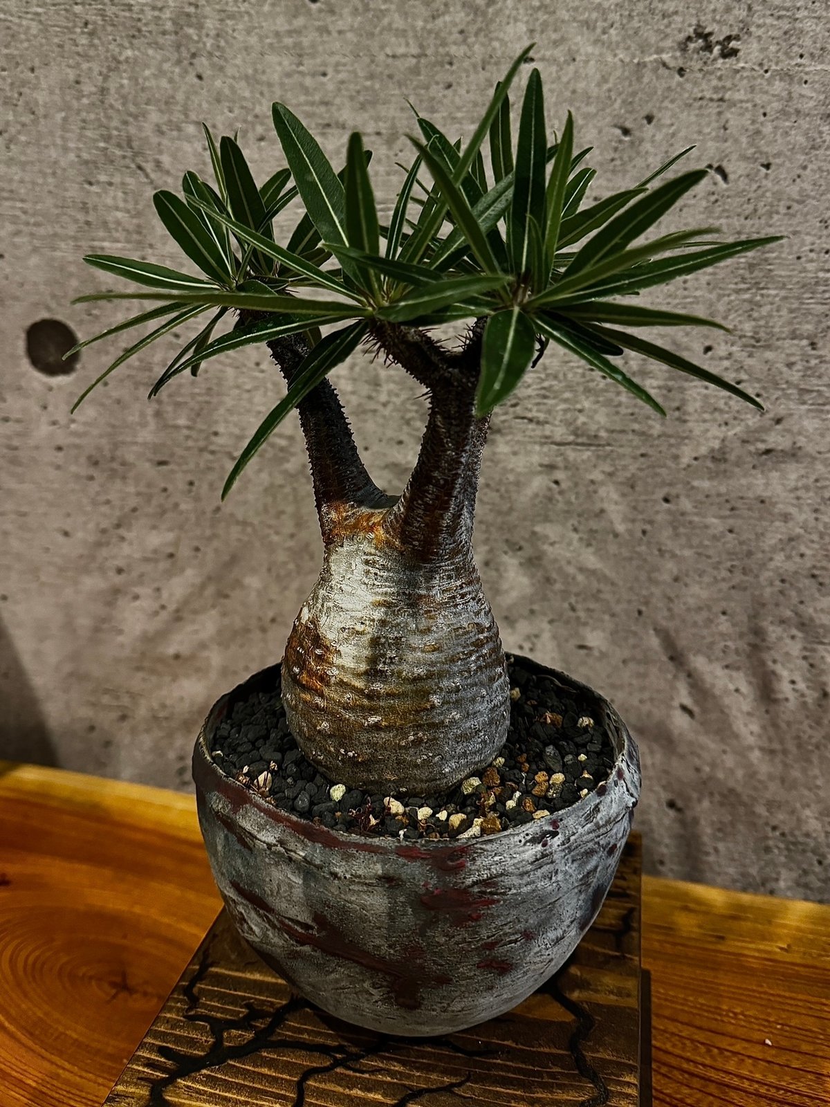 たけろうポット ④ 鉢 植木鉢 パキプス アガベ グラキリス たけろうポット ④ 鉢 植木鉢 パキプス アガベ グラキリス
