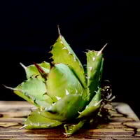 Agave hybrid 妖炎×特白肌甲蟹 No.1 | carpediem