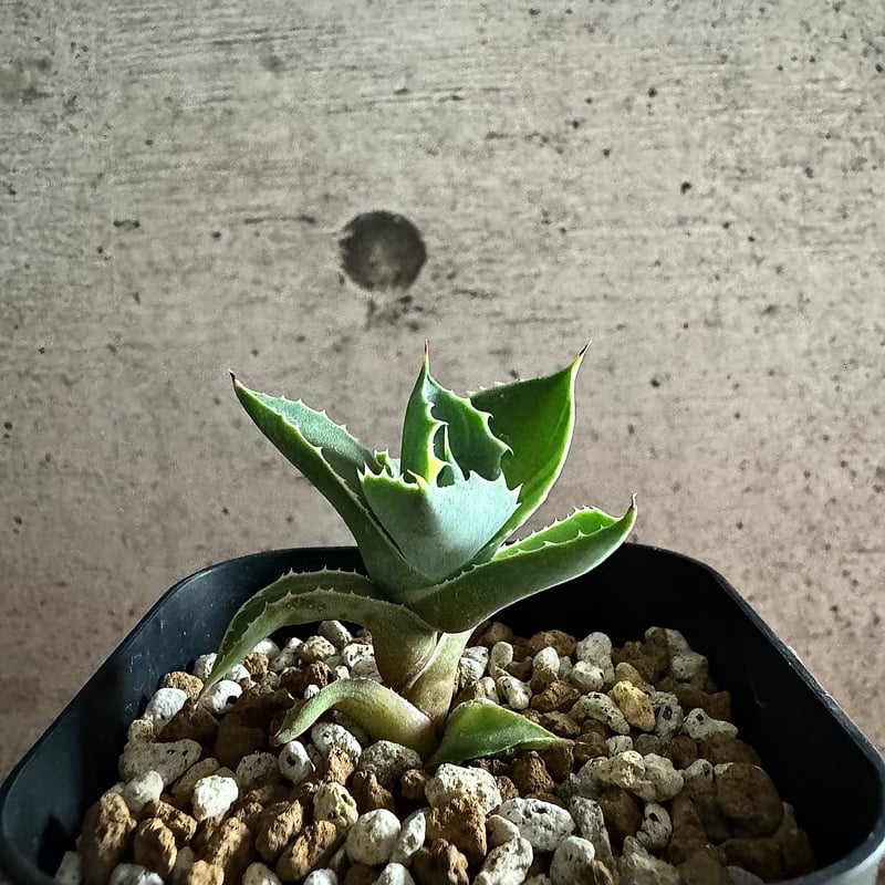 Agave アトミックゴールド 小株 発根済み | carpediem