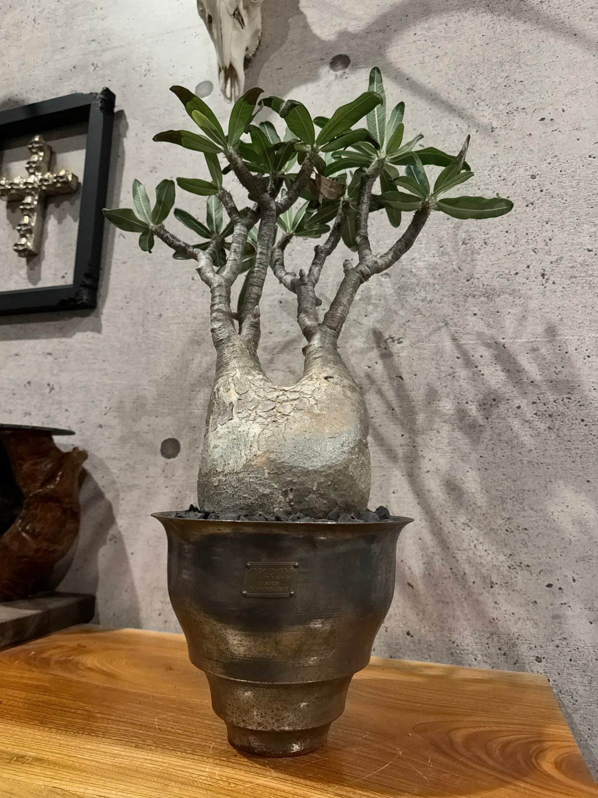 発根済】【m&m】【送料込】グラキリス 【公式通販】