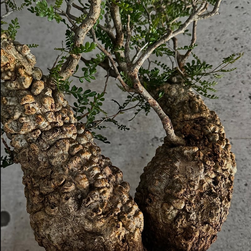 双頭】オペルクリカリア・パキプス※発根済みSSD鉢植え込み