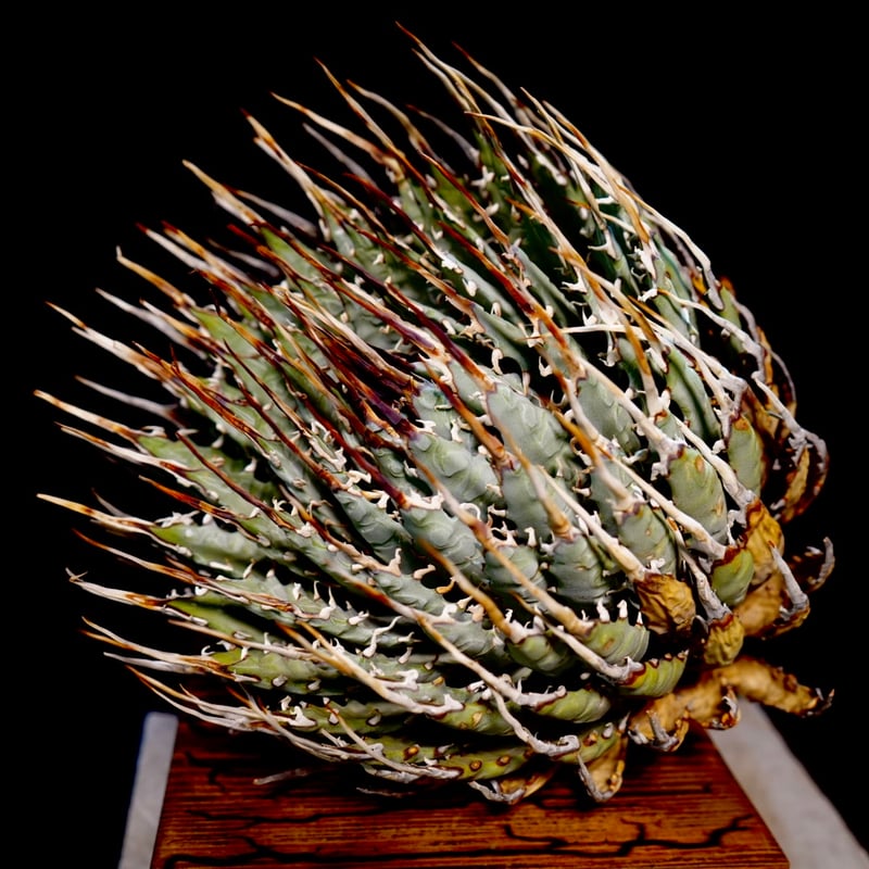 アガベ エボリスピナ 【Agave utahensis var. eborispina】No1
