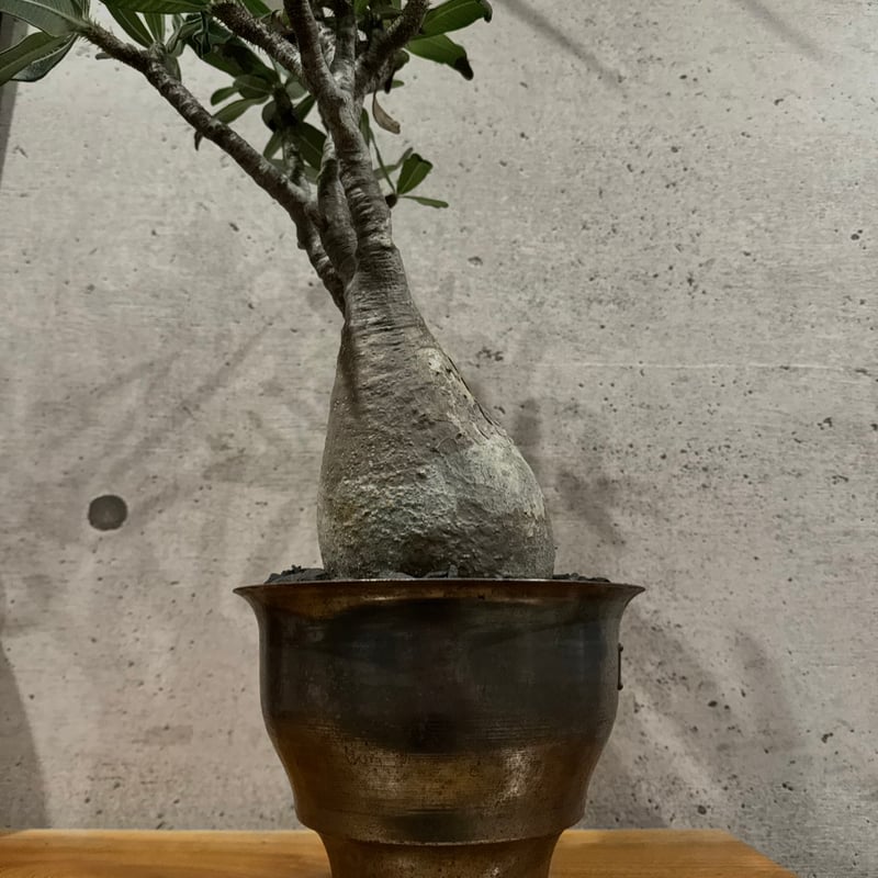 【発根済】【m&m】【送料込】グラキリス 発根済】【m&m】【送料込】グラキリス 【公式通販】