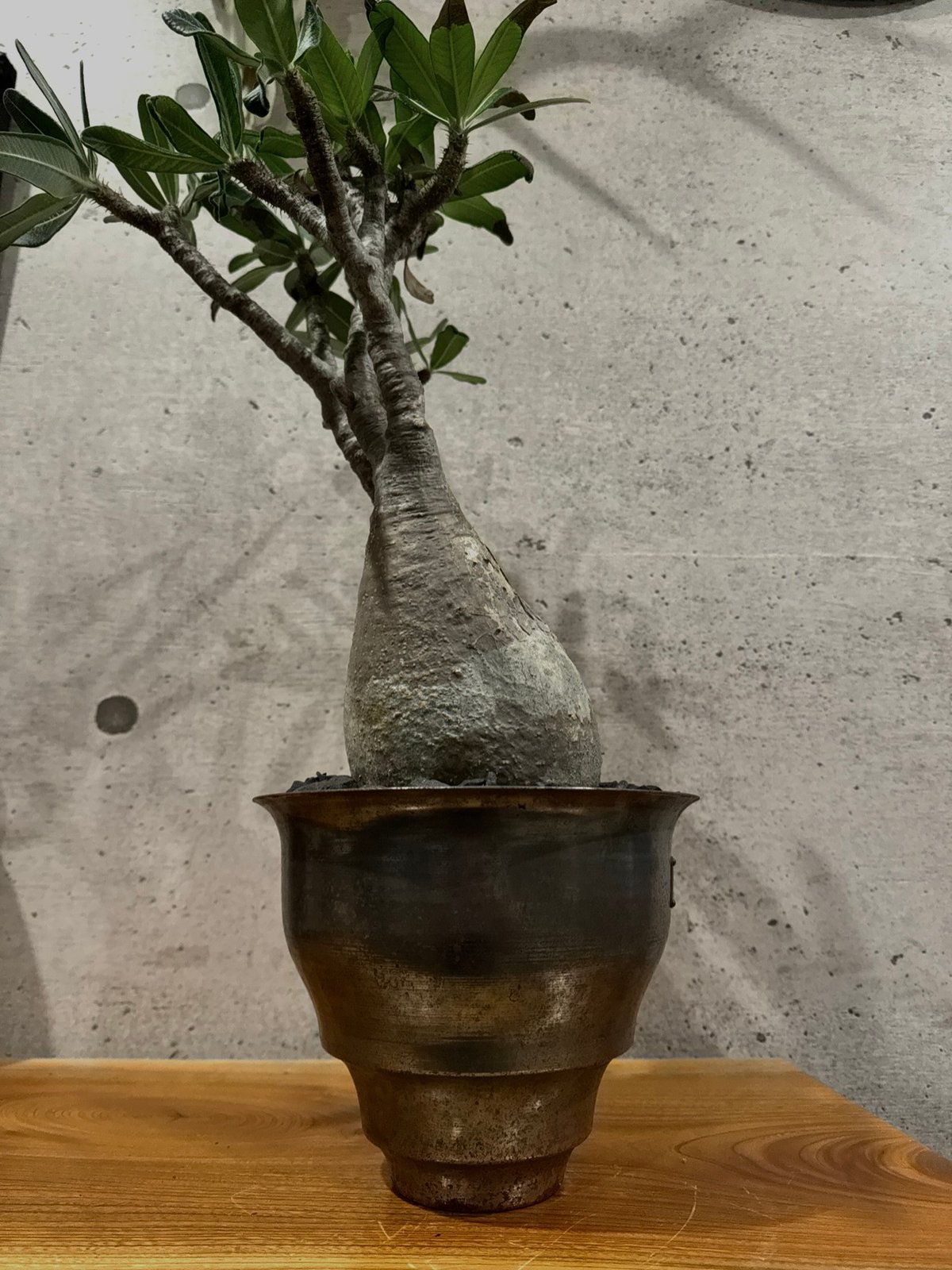 現地株】【発根済】パキポディウムグラキリス【手乗りサイズ】 【公式