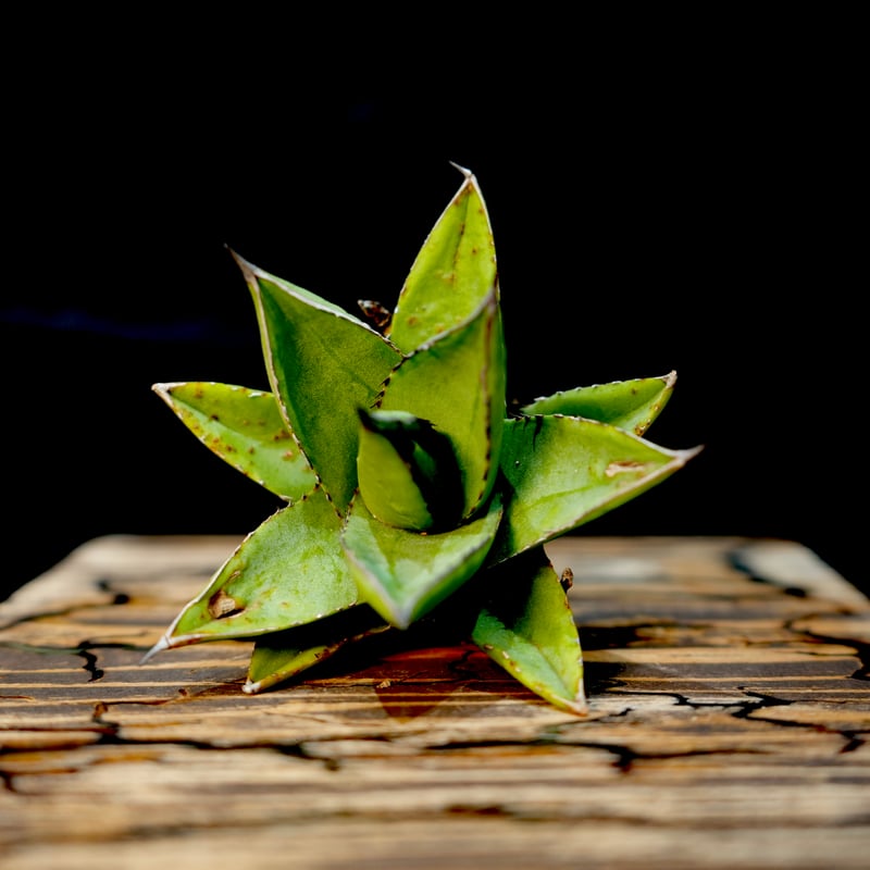 Agave hybrid 雷神×笹之雪 No.2 | carpediem