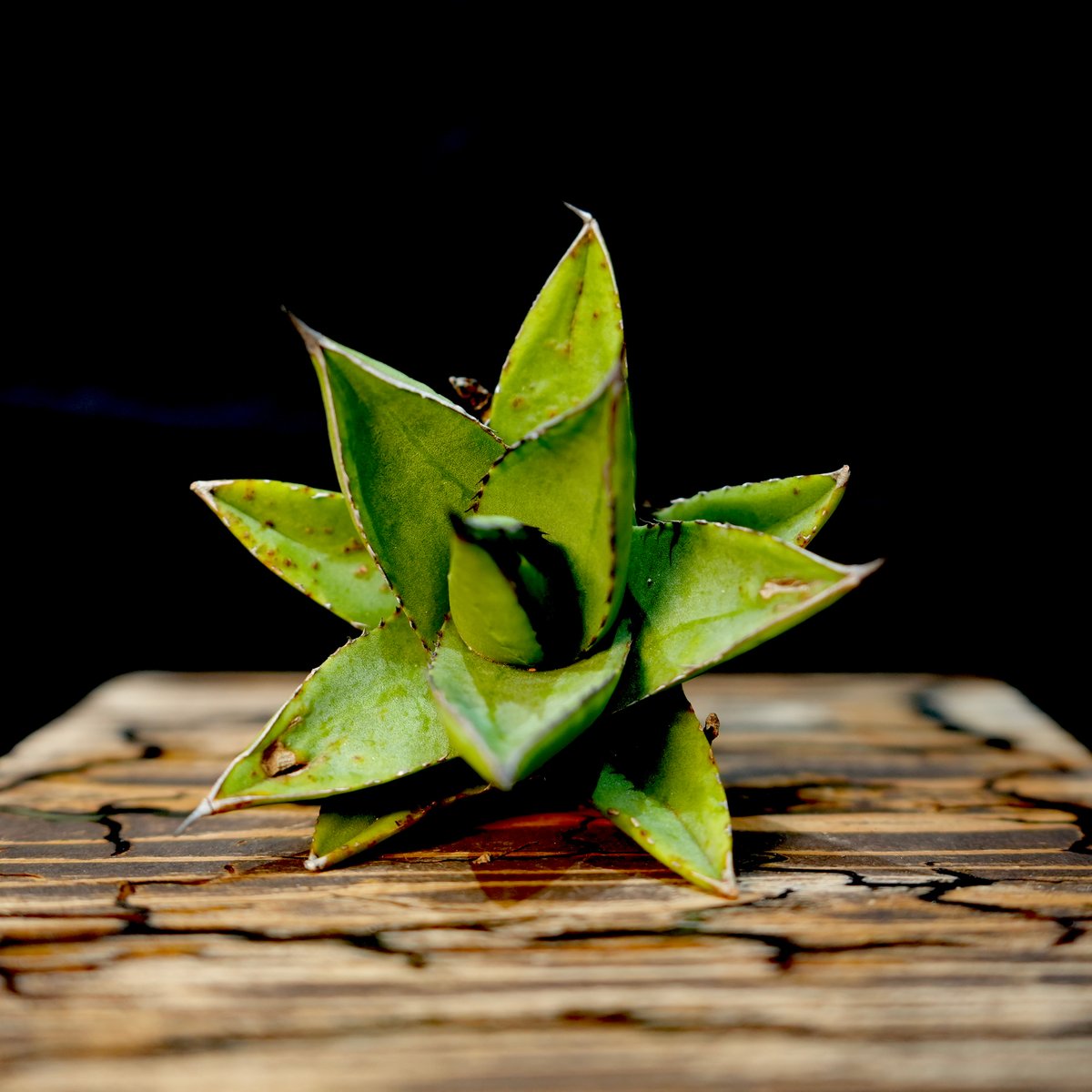 Ｍ*様 アガベ 特白肌怒雷神×笹の雪 台湾HYB fit=scale-down,w=1200