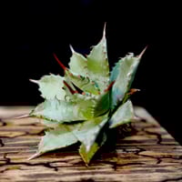 Agave hybrid 雷神×笹之雪 No.2 | carpediem