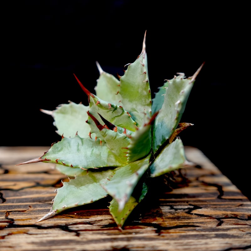 Agave hybrid 妖炎×特白肌甲蟹 No.1 | carpediem