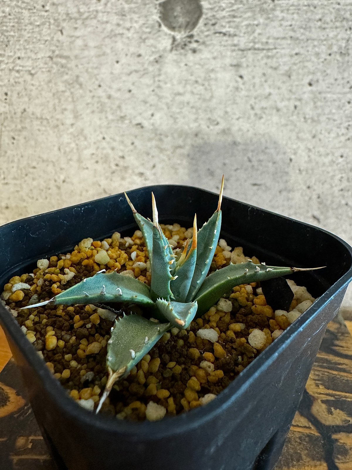 アガベ エボリスピナ 【Agave utahensis var. eborispina】 | アガベ エボリスピナ 【Agave utahensis var. eborispina】 |