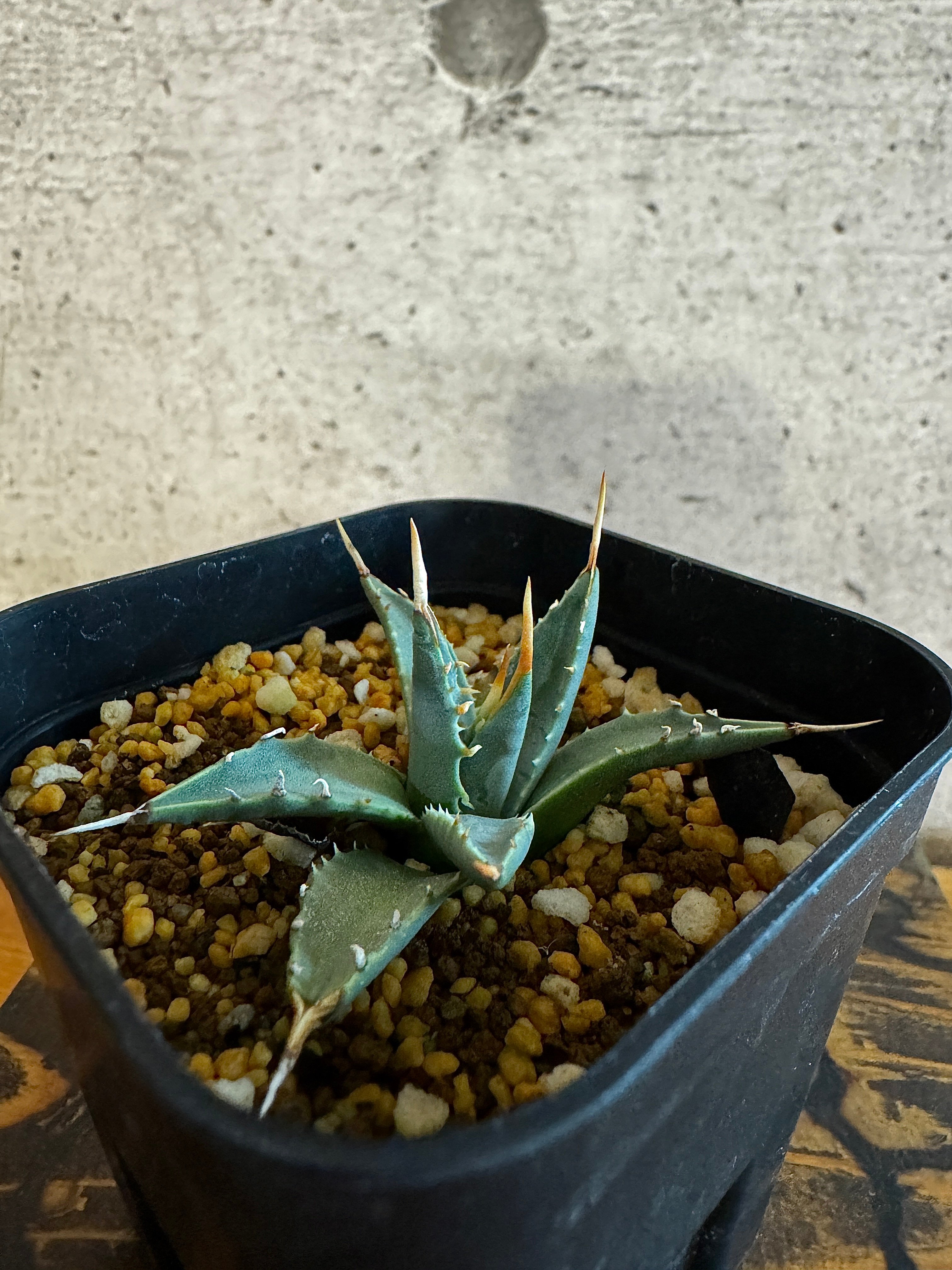 アガベ エボリスピナ 【Agave utahensis var. eborispina】 |