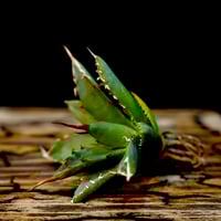 極レアハイブリッドアガベ「特青肌甲蟹×妖炎」Agave 極レアハイブリッドアガベ「特青肌甲蟹×妖炎」Agave （アガベ