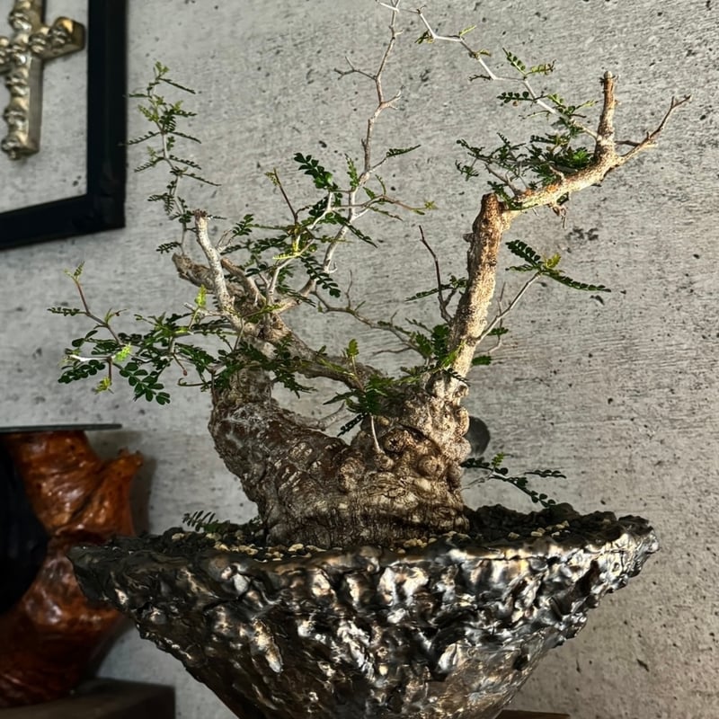 オペルクリカリア パキプスみやび鉢 発根済み株