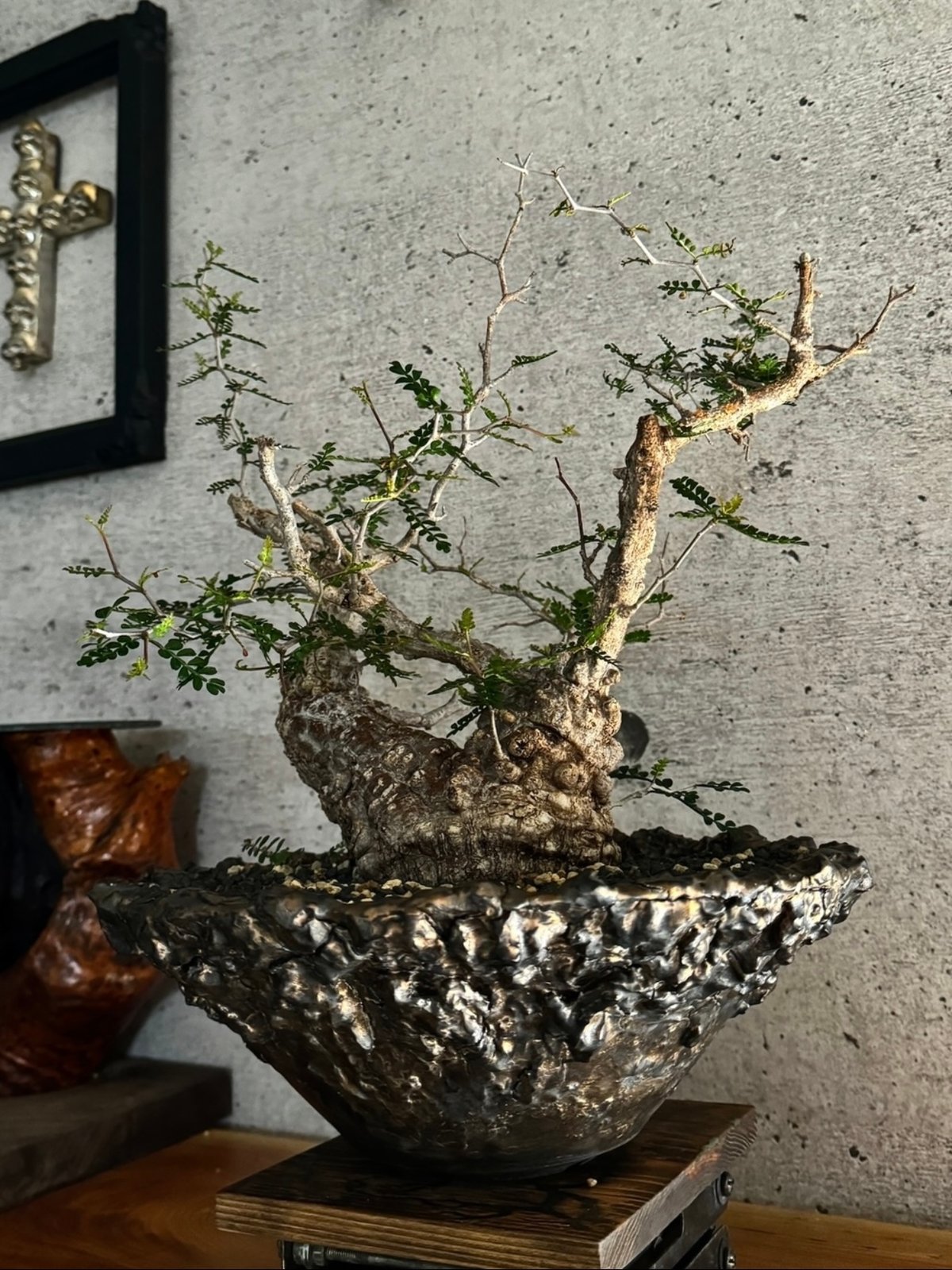 大鉢 内田裕太 作家鉢 植木鉢 モンスト アガベ パキプス グラキリス 塊根