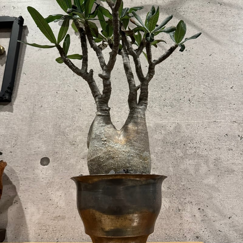 【発根済】【m&m】【送料込】グラキリス 発根済】【m&m】【送料込】グラキリス