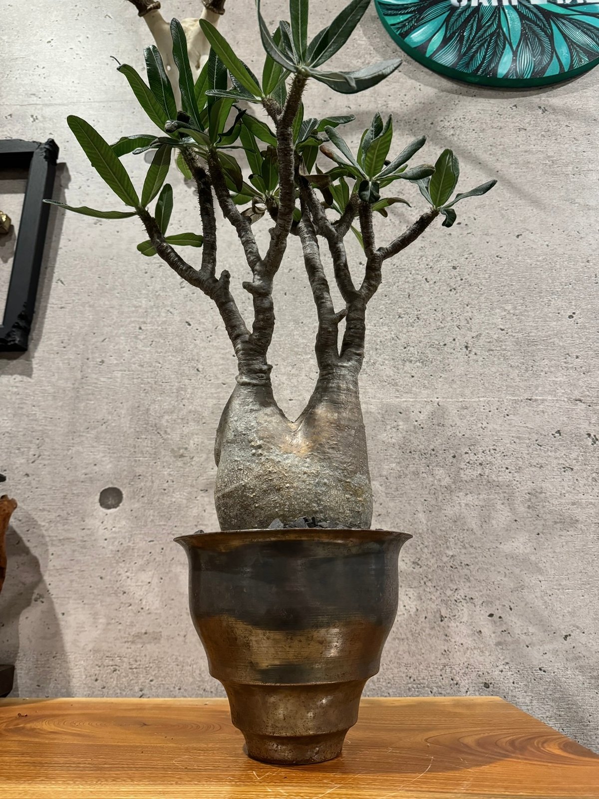 パキポディウムグラキリス 大株良型安心の発根済み パキポディウム