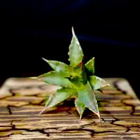 Agave hybrid 妖炎×特白肌甲蟹 No.1 | carpediem