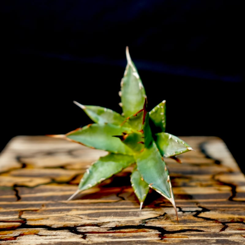 アガベ 妖姫 妖炎×姫厳龍 ハイブリッド 親株出品 プレステラ105 Agave