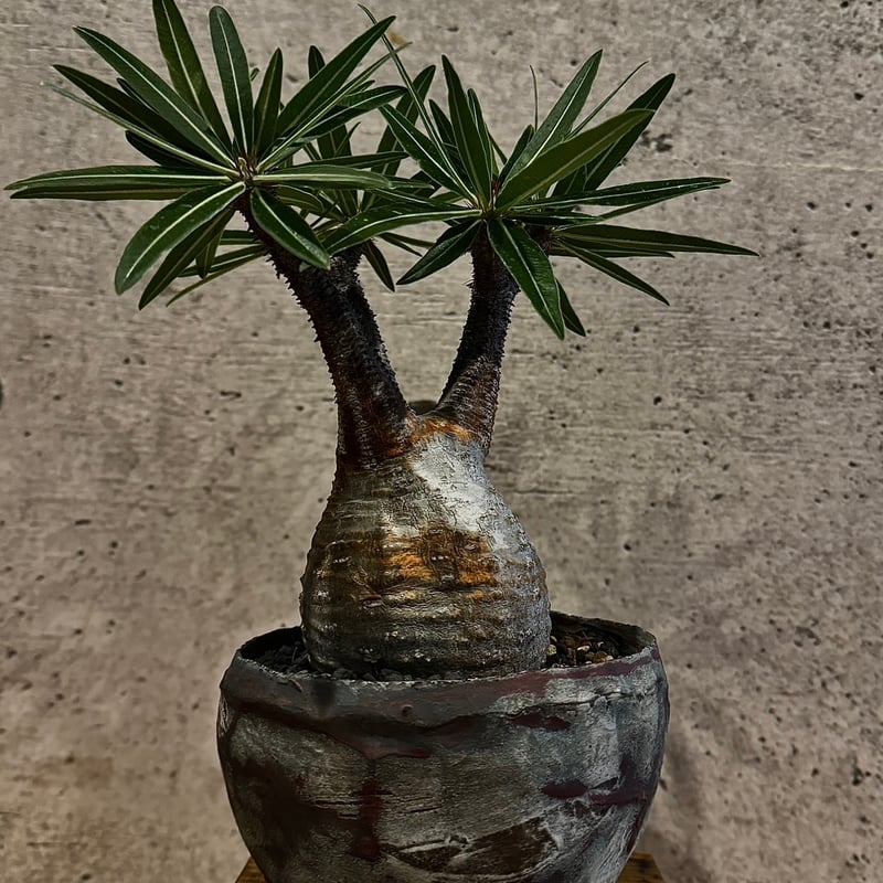 パキポディウム・グラキリス※発根済み たけろうポット植え込み | carpediem