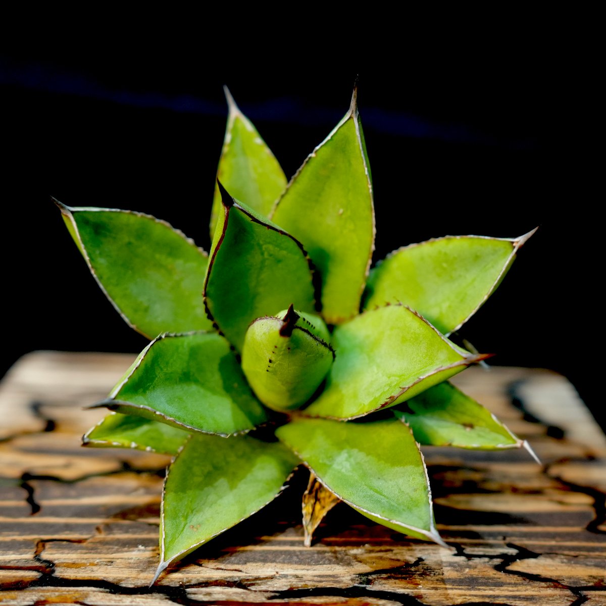 Agave hybrid 雷神×笹之雪 No.3 | carpediem