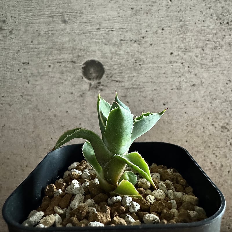 Agave アトミックゴールド 小株 発根済み | carpediem