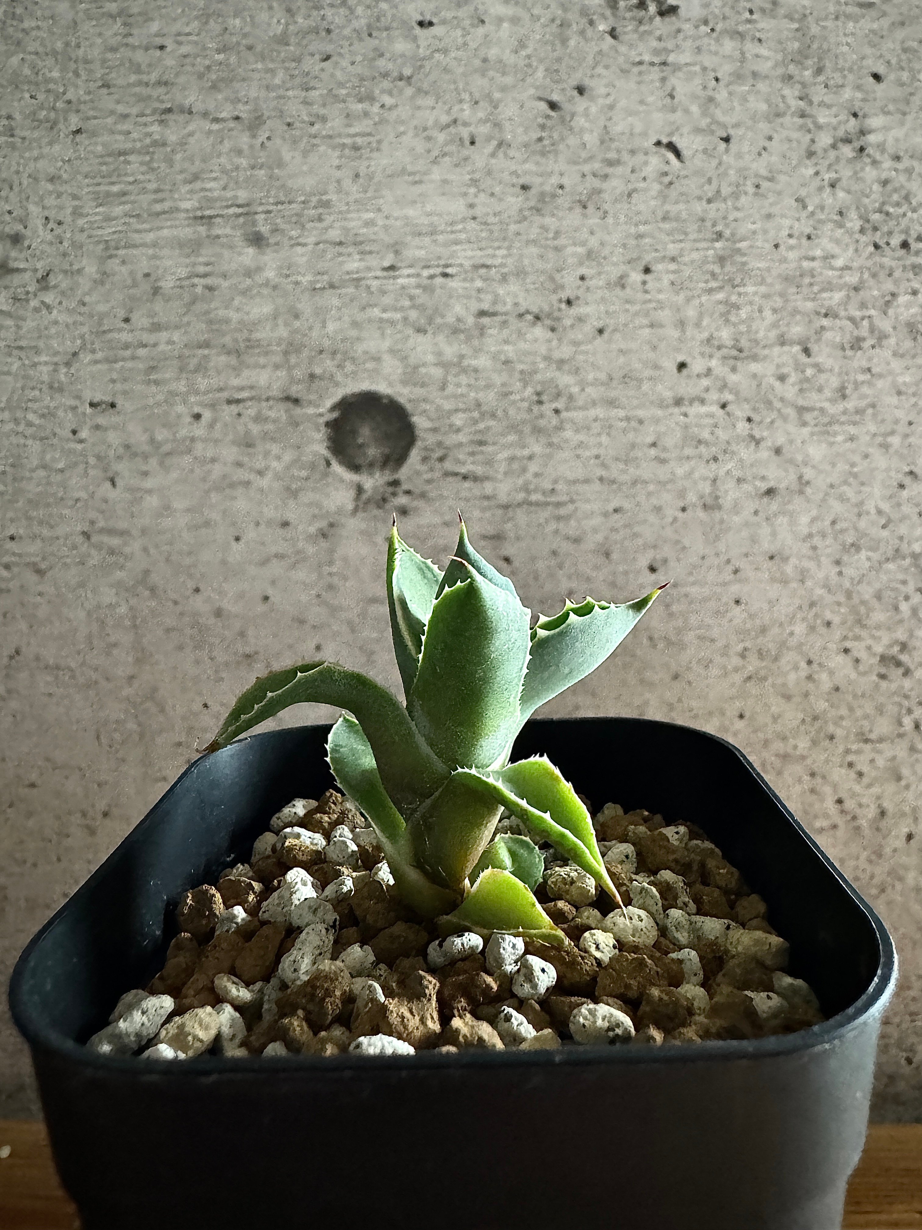 Agave アトミックゴールド 小株 発根済み | carpediem