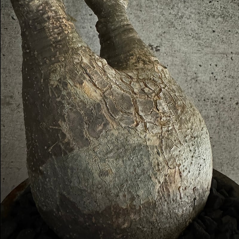 発根済】【m&m】【送料込】グラキリス 【公式通販】