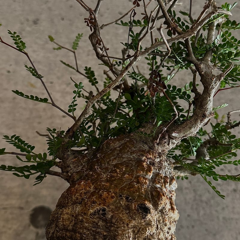 オペルクリカリア・パキプス※発根済み | carpediem