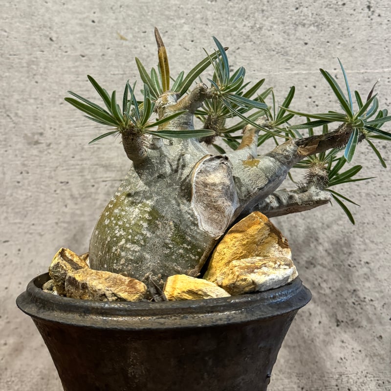 鉢植え発送】パキポディウム グラキリス 発根済み