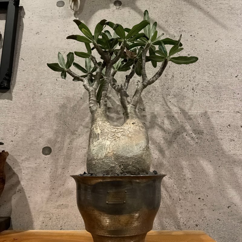 VALIEM鉢植え】 グラキリス 発根済み 【公式通販】