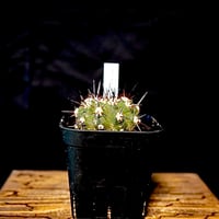 Copiapoa cinerea　黒王丸