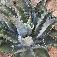 Agave hybrid 曙光×巌龍 No.1 | carpediem