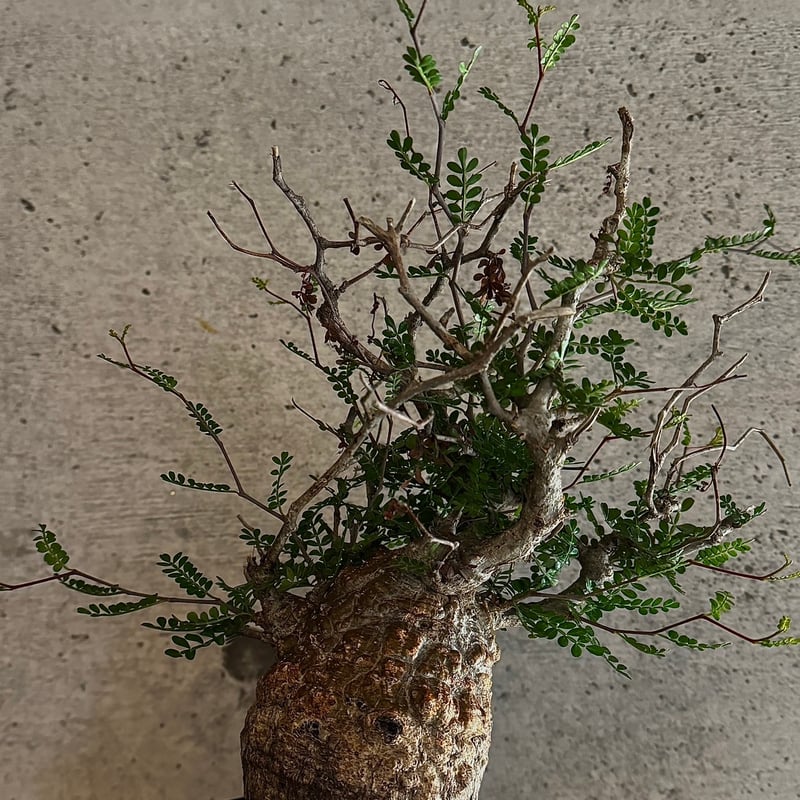 オペルクリカリア・パキプス※発根済み | carpediem