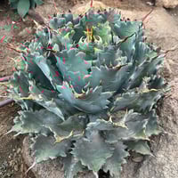 Agave hybrid 妖炎×特白肌甲蟹 No.1 | carpediem